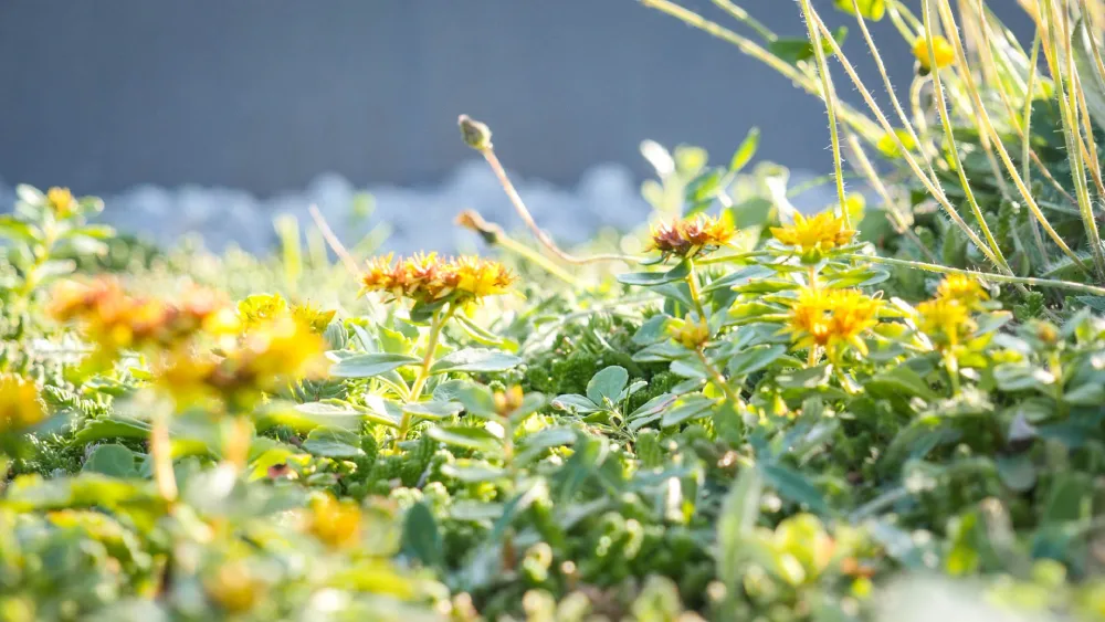 Na střeše roste více než 20 druhů rostlin, které vypěstoval zahradník Ljono Stauder ze semen shromážděných podél Oslofjordu.